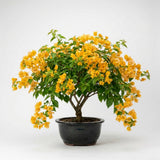 2 Yellow Bougainvillea Live Plants, Ornamental Vine Plant, 4-6 Inch Tall