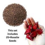 25 Red + Roselle Seeds, Indoor Outdoor Plant