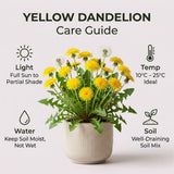 Yellow Dandelion Plant Live, Edible Herb Flower Plant, 4-7 Inch Tall