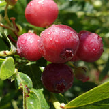 2 Pink Lemonade Live Blueberry Plants, 4-7 Inch Tall