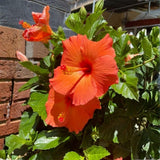 Orange Hibiscus Plant Live 5-7", in Pot