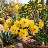 Double Yellow Desert Rose Plant Live, Succulent Houseplant, 4-7 Inch Tall
