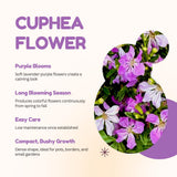 2 Deep Purple Cuphea Plants Live, Garden Plant, 4-6 Inch Tall
