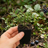 Huckleberry Plant Live, Starter Berry Shrub, 3-5 Inch Tall, 4 Inch Pot