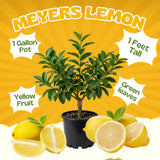 Meyer Lemon Tree Live Plant, Citrus Fruit Plant, 2 Ft Tall, 1 Gallon Pot