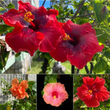 Set 3 Mix Hibiscus Live Plants, Assorted Hibiscus Plant, 4–6" Tall