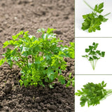 Parsley Plants Live, Well-Rooted Herb Plant, 4-7 Inch Tall