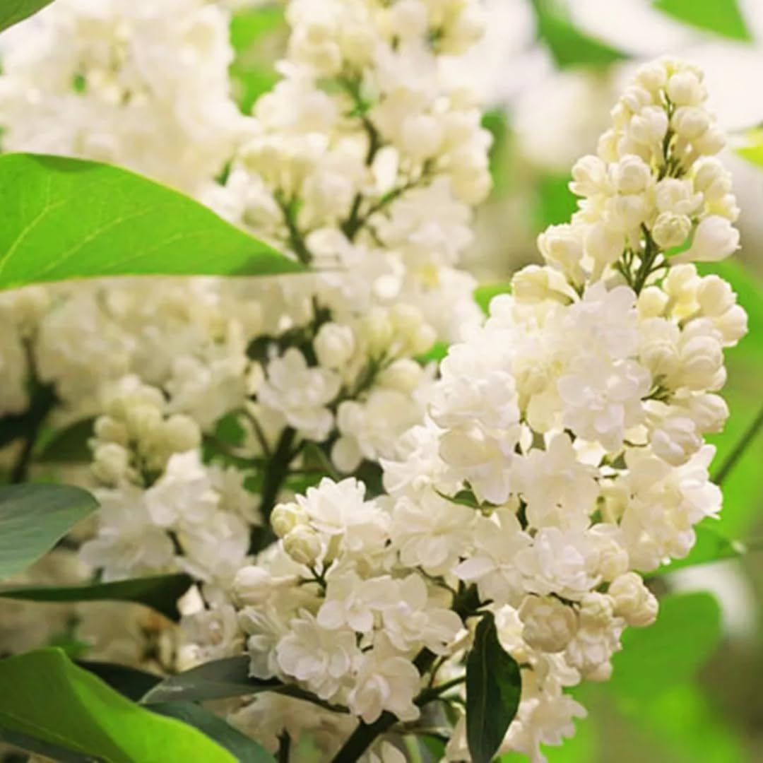 2 Purple Lilac Plants Live, Flower Bush, 4-6 Inch Tall, 4 Inch Pot