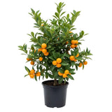 Live Meiwa Kumquat Tree 1 Gallon Pot
