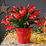 Red Live Holiday Cactus Plant, Well-Rooted Houseplant, 5-9 Inch Tall