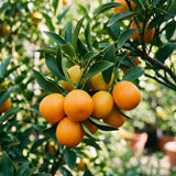 Sweet Kumquat Tree Live, Sweet Citrus Tree, 1-2 Ft Tall, 1 Gallon Pot