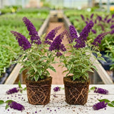 2 Variegated Buddleia Live Plants, 5-9" Butterfly Bush for Outdoor Gardens