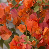 2 Orange Bougainvillea Live Plants, Tropical Flower Plant, 4-7 Inch Tall