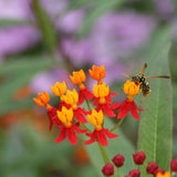 2 Yellow Red Milkweed Live Plants, Asclepias Tuberosa Plant 4–6" Tall