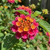2 Pink Rose Lantana Live Plants, Outdoor Garden Plant, 4-7 Inch Tall