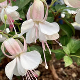 White Hardy Fuchsia Plant Live, 4-8 Inch Tall, 5 Inch Pot