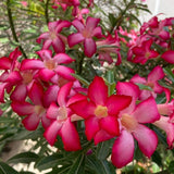 Pink Desert Rose Live Plant 4-7 Inches Tall