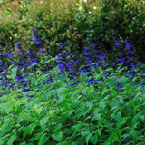 4 Black Blue Salvia Sage Bushes, Flowering Plant, 4-6 Inch Tall