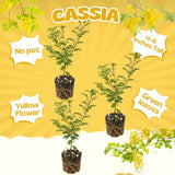 3 Yellow Cassia Live Plants, Cassia Plant Live, 4-6 Inch Tall