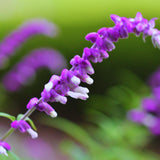 3 Purple Sage Live Plants, 5 Inch Tall