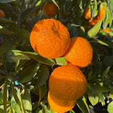Clementine Mandarin Live Plant, 1-2 Ft Tall, 1 Gallon Pot