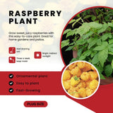 3 Plugs Raspberry Plants Live for Planting, Starter 3-5" in Tall, Sweet Raspberry Plants Bushes Ready for Spring Garden, Cold Hardy, No Pot (Delight Red)
