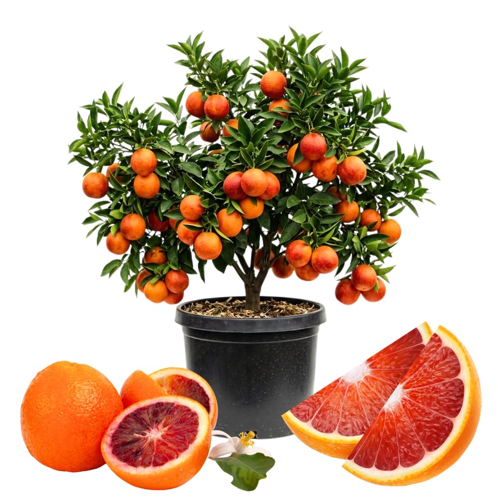 Orange Tree, Citrus Fruit Tree, 1-2 Ft Tall, 1 Gallon Pot