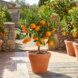 Orange Satsuma Tree Live, Mandarin Tree, 1-2 Ft Tall, 1 Gallon Pot