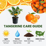 Sweet Tangerine Tree, Mandarin Citrus Fruit Tree, 2-3 Ft Tall, 1 Gal Pot