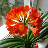 Orange Clivia Miniata Live Plant, Clivia Miniata Lily, 6 Inch Pot