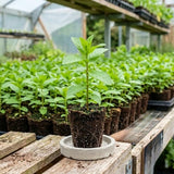 3 Peppermint Plants Live, Perennial Herb Plants, 4-7 Inch Tall