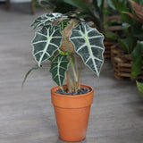 2 Alocasia Live Plant, Black Green Alocasia Plants Live, 1-2 Ft Tall