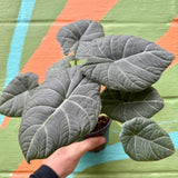 Grey Green Alocasia Live Plant, Rare Tropical Plant, 2-4 Inch Tall