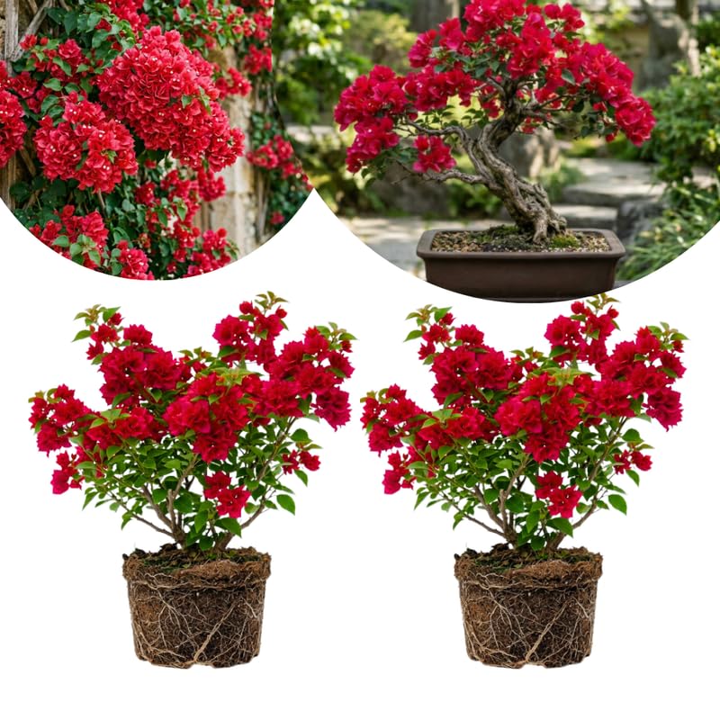 2 Double Red Bougainvillea Live Plants, Vine Plant, 4-6 Inch Tall