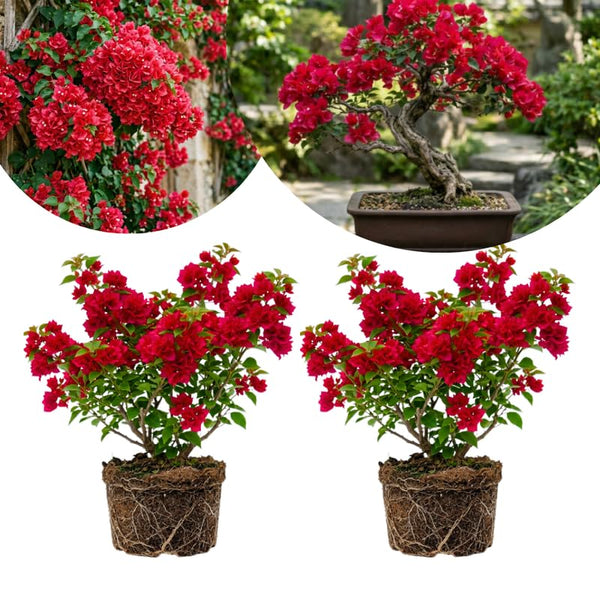 2 Double Red Bougainvillea Live Plants, Vine Plant, 4-6 Inch Tall