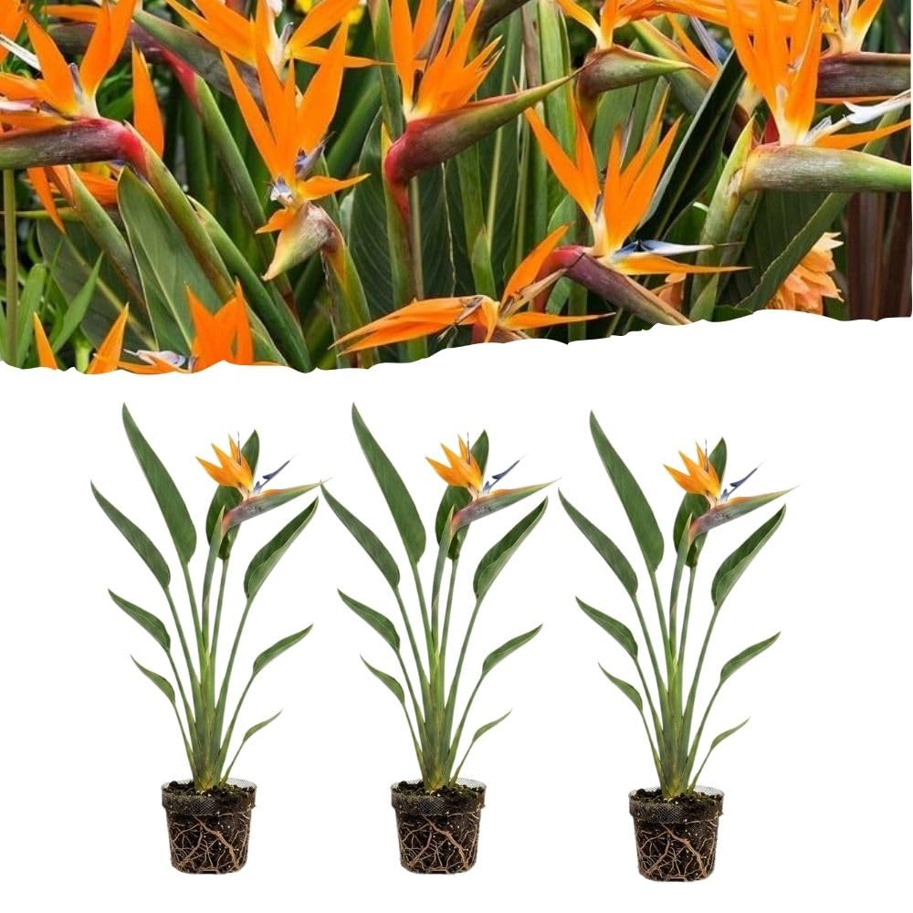 Set 3 Orange Bird of Paradise Live Plant 4-7 Inch Tall