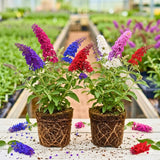 2 Random Buddleia Live Plants, 5-9" Butterfly Bush for Outdoor Gardens