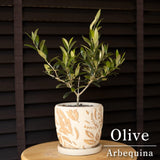 2 Arbequina Olive Live Plants, Fruit Tree, 4-6 Inch Tall
