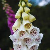 2 White Foxglove Live Plants, Garden Border Flower Plant, 3 Inch Pot