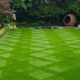 50000 Zoysia Grass Seeds, Indoor Outdoor Plant for Backyard and Landscape Planting