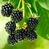 2 Arapaho Black Berry Plants, Blackberries Bush, 4-6 Inch Tall