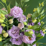 Lavender Lisianthus Plant, Eustoma Lisianthus Flowers in Plug, 3-5'' Tall