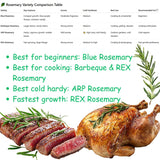 4 Blue Rosemary Plants Live, Culinary Herb Plant, 4-7 Inch Tall