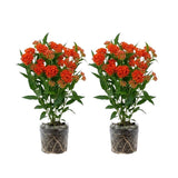 Pack 2 Orange Milkweed Live Plants, Asclepias Tuberosa Plant 4–6" Tall