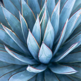 Blue Agave Live Plant, Balcony Succulent Plant, 4 Inch Pot
