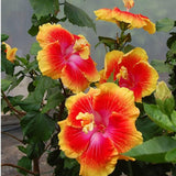 Red Yellow Hibiscus Plant 5-7", in Pot