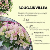 White Pink Bougainvillea Live Plant, Vine Plant, 6-8 Inch Tall, 4 Inch Pot
