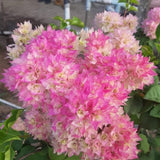 2 White Pink Bougainvillea Plants Live, Garden Plant, 4-6 Inch Tall