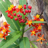 2 Red Milkweed Live Plants, Hardy Garden Plant, 4-6 Inch Tall