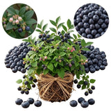 Black Huckleberry Bush Live Plant, Berry Shrub, 3-5 Inch Tall, 4 Inch Pot